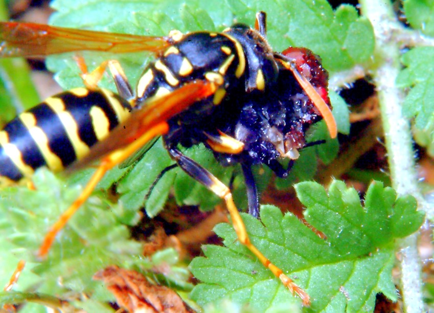 Polistes gallicus